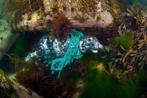 The Story of Sea Lizards Textiles:A Multidisciplinary Exploration