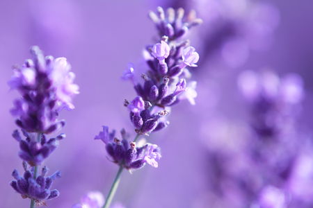 The Price Dynamics of Lavender Textile Products:A Comprehensive Look