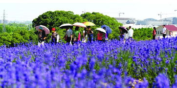 The Price Dynamics of Lavender Textile Products:A Comprehensive Look
