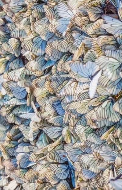 Exploring the Beauty and Intricacies of Jianhua Butterflies Textiles