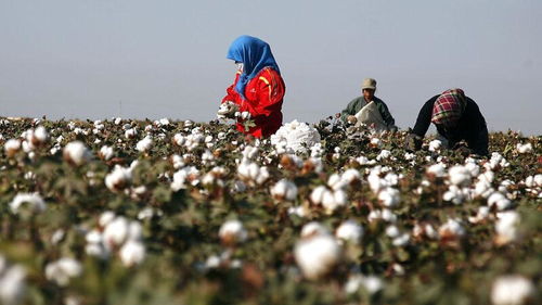 Cotton vs.Synthetic Fibers: