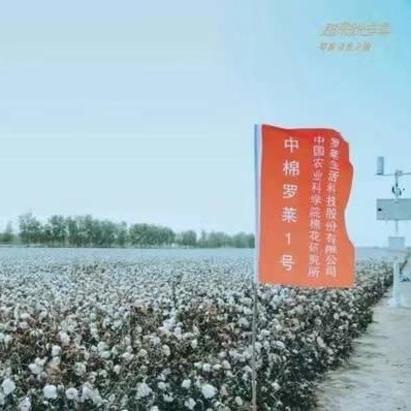 新疆纺织品进口，多元文化与贸易新篇章