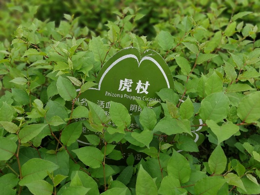虎杖织品的魅力之旅
