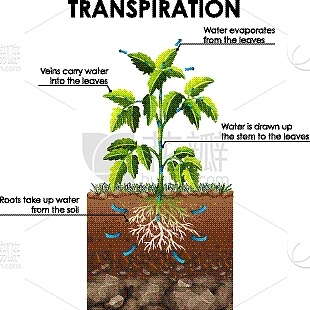 The Transformation of Textile Plant A