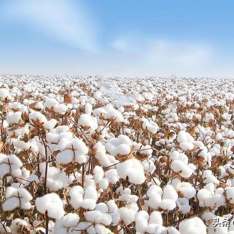 美国纺织品申请案例分析