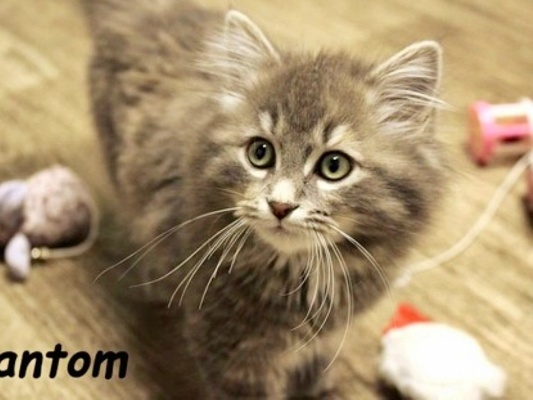 The Story of Haimen Cat Long Textiles