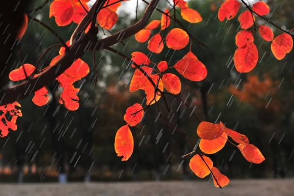 秋之雨中的纺织品探索