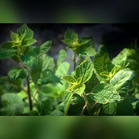 纺织品防虫蛀措施方案