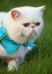 波斯猫纺织品牌排行榜最新