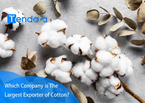 The Dynamics of a Woolly Companion:A Tale of Cotton and Cashmere