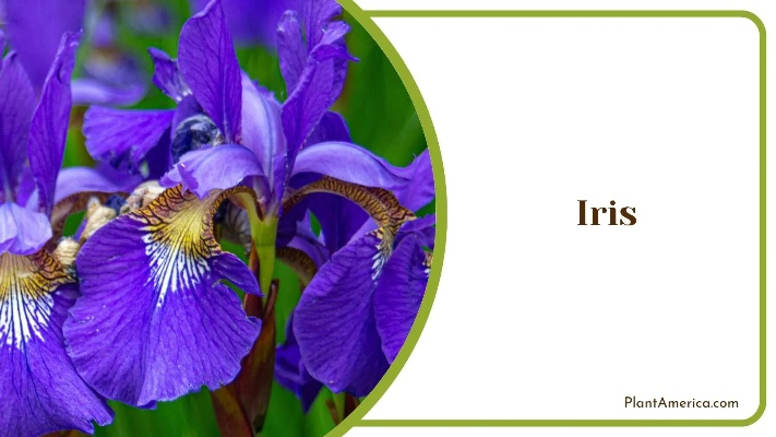 Embracing the Textiles of Iris Form