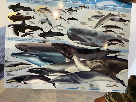 The Exploration of Innovations:Unveiling the Future of Whale-Derived Textiles