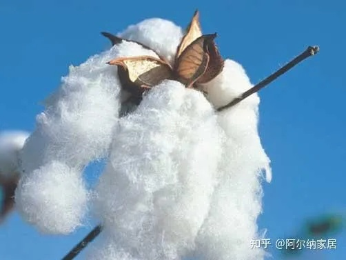 棉花与纺织品的区别