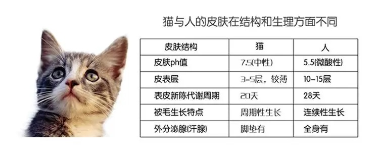 波斯猫纺织品牌排行榜