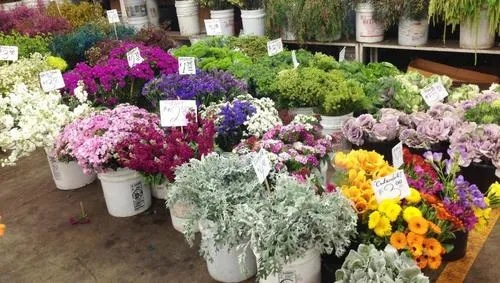 Guide to the长乐路花卉市场纺织品批发电话