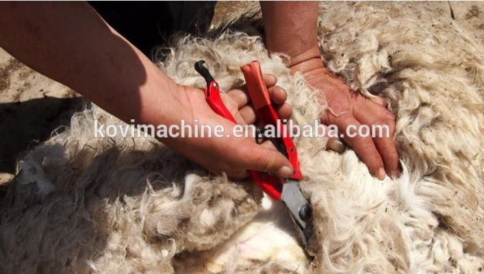 The Story of Textile Factorys Sheeps Cashmere