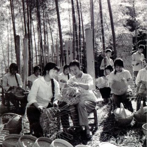 林业纺织厂，绿色发展的新篇章