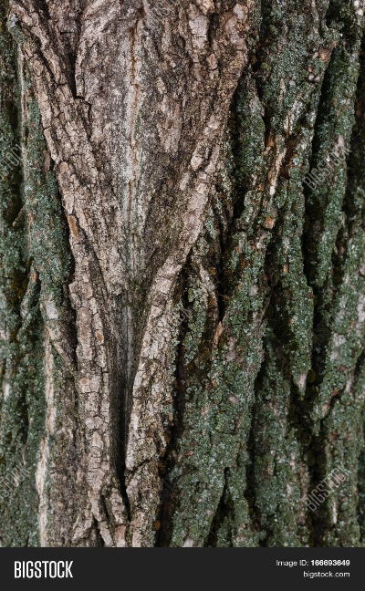The Art of Natures Textiles:Unraveling the Beauty of Wild Tree Bark
