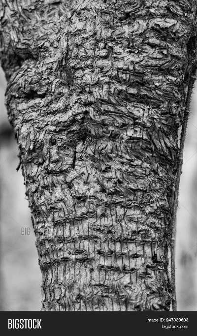 The Art of Natures Textiles:Unraveling the Beauty of Wild Tree Bark