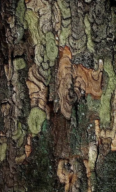 The Art of Natures Textiles:Unraveling the Beauty of Wild Tree Bark