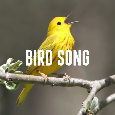 Nantong Bird Song Textile Brand:A Unique Story