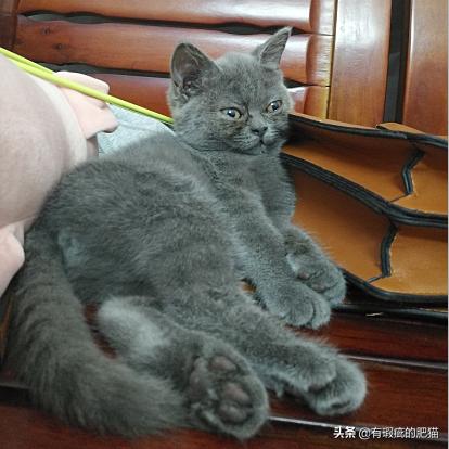 猫毛纺织品品牌生产概览