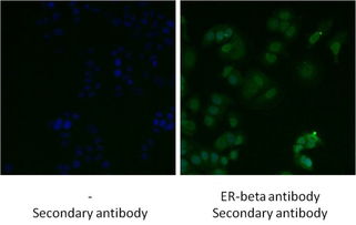 Textiles and the Detection of Bisphenol A Bpa)