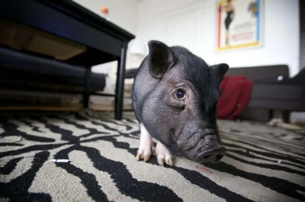 The Fabric of Our Lives:A Look at the World of Pig-Induced Textiles