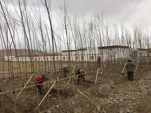 大树纺织厂，绿色织就未来