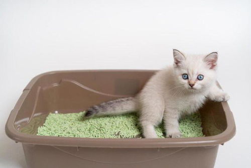 猫毛纺织品品牌大盘点