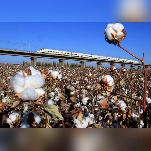 新疆纺织品牌大观，谁是新疆最大的纺织巨头？