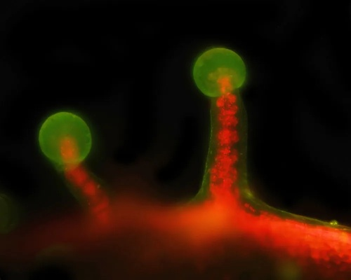 The Microscopes Eye View of Textiles