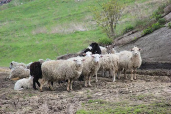 The Story of Textile Mills Goats in the Mountains