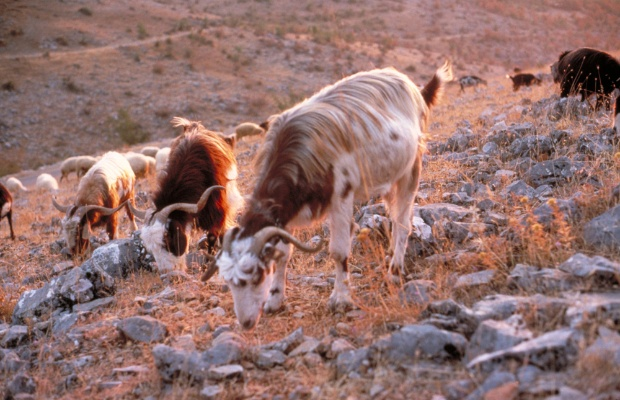 The Story of Textile Mills Goats in the Mountains