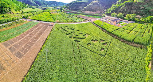 缅甸纺织品莲花纤维，多彩魅力与市场前景