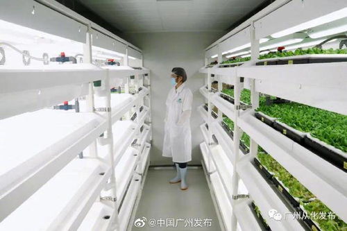 申花纺织厂的探索与成长