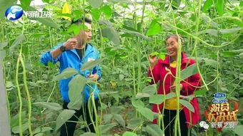 纺织厂中的黄瓜种植与案例分析