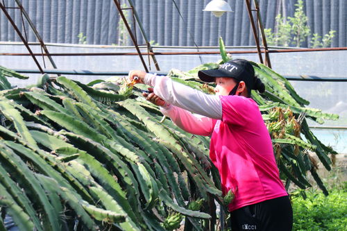 纺织厂中的黄瓜种植与案例分析