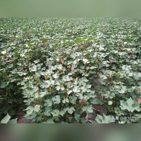 弹性对纺织品的影响及应用案例分析