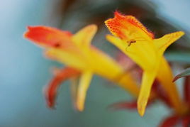 The Golden Flower of Textiles:A Comprehensive Review of the襟领纺织品金葵花认证