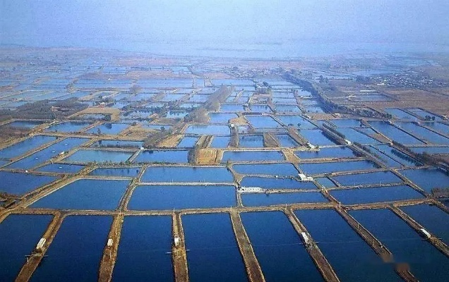纺织厂鱼市，生态与商业的交织