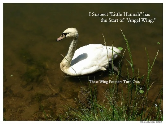The Story of Three Swans Textiles
