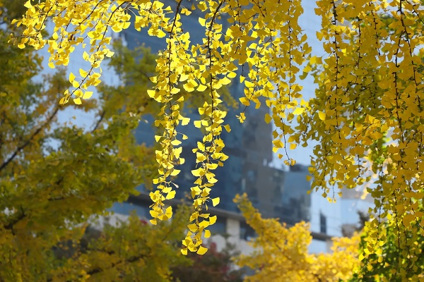 Shanghai Autumns Harvest of Textiles