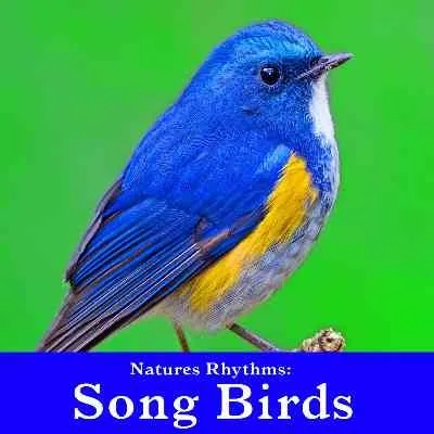 The Story of Nantong Jinzheng Bird Textiles
