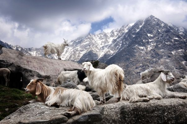 The Story of the Mountain Goat Textile Factory