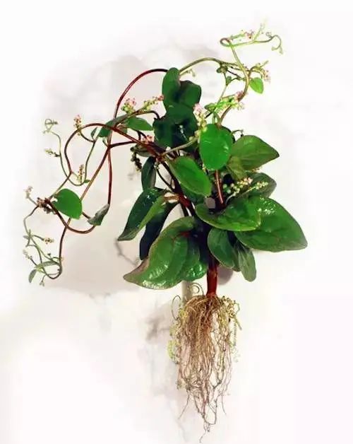 植物印染纺织品，绿色工艺与时尚新篇章