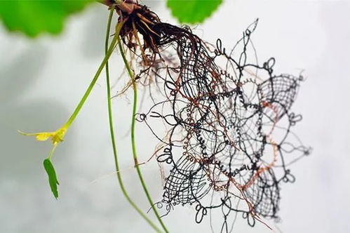 植物印染纺织品，绿色工艺与时尚新篇章