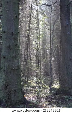 Exploring the Wonders of Haimens Forest of Textiles
