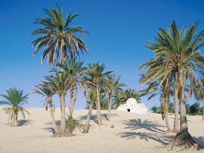 The Largest Cotton Textile Wholesale Market in Egypt